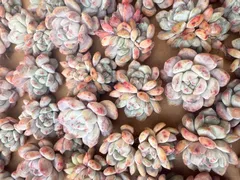 【50株の抜き苗セット】オレンジモンロー石化　多肉植物　佐川急便発送　エケベリア　韓国苗　M126