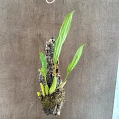 セロジネ フラクシダ ラッキーボーイ コルク付 現品 Coel.flaccida ‘Lucky Boy’ セロジネ属 観葉植物 観葉 植物  レア 希少 着生ラン 着生 ラン 蘭 オーキッド  ハンギング インテリア   グリーン プレゼント おすすめ