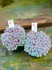 2026年最新】￼￼￼￼￼パープルヘイズの人気アイテム - メルカリ