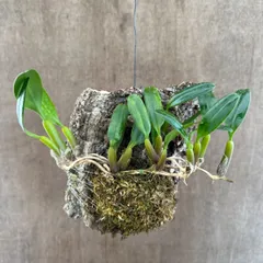 バルボ　アンブロシア　ヤマハル  コルク付き　現品　 観葉植物 観葉 植物  レア 希少 着生ラン 着生 ラン 蘭 オーキッド 吊り下げ 吊るす ハンギング インテリア 花 おうち時間 グリーン プレゼント おすすめ