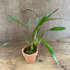 マキシラリア　マルギナータ  テラコッタ鉢付き  Maxillaria marginata　観葉植物 観葉 植物  レア 希少 着生ラン 着生 ラン 蘭 オーキッド 吊り下げ 吊るす ハンギング インテリア 花 おうち時間 グリーン プレゼント おすすめ
