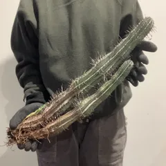 2026年最新】ユーフォルビア ホリダの人気アイテム - メルカリ