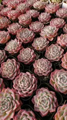 【50株の抜き苗セット】ピンククリスタル　多肉植物　佐川急便発送　エケベリア　韓国苗　M167