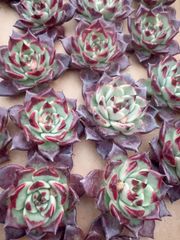 新春セール【15種類の土と根付き105苗セット】多肉植物の大満足パック