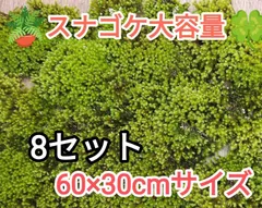 2026年最新】砂苔の人気アイテム - メルカリ