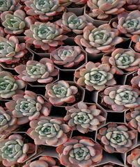 50株の抜き苗セット】オレンジモンロー 多肉植物 佐川急便発送