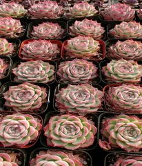 【50株の抜き苗セット】ピンククリスタル　多肉植物　佐川急便発送　エケベリア　韓国苗　M243