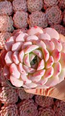 70株の抜き苗セット】ルビー 多肉植物 佐川急便発送 エケベリア 韓国苗