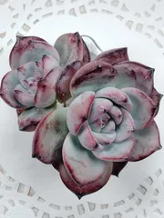 2026年最新】ブラックサバス 多肉の人気アイテム - メルカリ