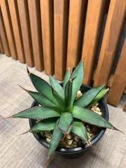 2026年最新】アガベ ブルーグローの人気アイテム - メルカリ