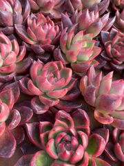 50株の抜き苗セット】パラメラ 多肉植物 佐川急便発送 エケベリア 韓国