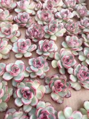 50株の抜き苗セット】パラメラ 多肉植物 佐川急便発送 エケベリア 韓国