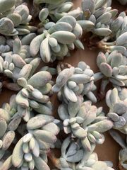 多肉植物　韓国苗　パラメラ　抜き苗 12株の抜き苗セット】パナメーラ 多肉植物 佐川急便発送 エケベリア