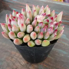 2026年最新】観葉植物の人気アイテム - メルカリ