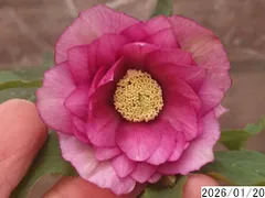 2026年最新】クリスマスローズ 多弁の人気アイテム - メルカリ