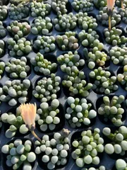 新発売　M413　イスズダマ　128苗セット　土と根付き　多肉植物　エケベリア　韓国苗　サボテン　詰め合わせ　寄せ植え