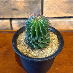 ユーフォルビア ポリゴナ 3号鉢