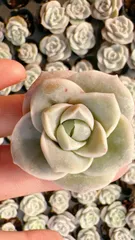 新発売　M418　キュートローズ　105苗セット　土と根付き　多肉植物　エケベリア　韓国苗　サボテン　詰め合わせ　寄せ植え