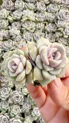 新発売　M432　ハンバーガー　105苗セット　土と根付き　多肉植物　エケベリア　韓国苗　サボテン　詰め合わせ　寄せ植え