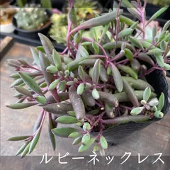 40%OFF！SALE！　【ルビーネックレス 】セネキオ　花も咲く　丈夫な品種