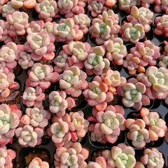 新発売　M436　ペタルデュー　128苗セット　土と根付き　多肉植物　エケベリア　韓国苗　サボテン　詰め合わせ　寄せ植え