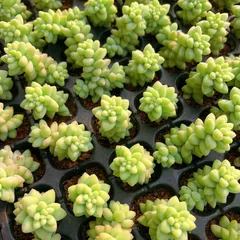 新発売　M437　タマツイ　128苗セット　土と根付き　多肉植物　エケベリア　韓国苗　サボテン　詰め合わせ　寄せ植え