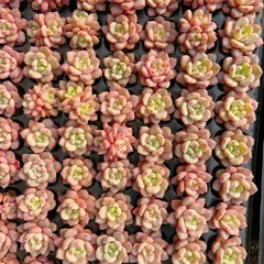 新発売　M438　リョウセツ　128苗セット　土と根付き　多肉植物　エケベリア　韓国苗　サボテン　詰め合わせ　寄せ植え