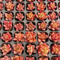 新発売　M454　レッドフェイスラブ　128苗セット　土と根付き　多肉植物　エケベリア　韓国苗　サボテン　詰め合わせ　寄せ植え