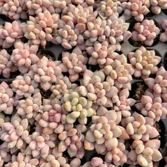 新発売　M456　ハンゲ　105苗セット　土と根付き　多肉植物　エケベリア　韓国苗　サボテン　詰め合わせ　寄せ植え