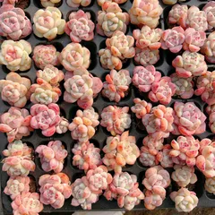 新発売　M458　ストロベリーボボ　128苗セット　土と根付き　多肉植物　エケベリア　韓国苗　サボテン　詰め合わせ　寄せ植え