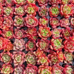 新発売　M459　レッドブル　128苗セット　土と根付き　多肉植物　エケベリア　韓国苗　サボテン　詰め合わせ　寄せ植え