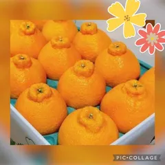 ☆限定破格☆熊本産☆デコポン不知火１０〜１２玉入箱☆ミカン蜜柑☆シラヌイ