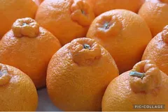 ☆限定破格☆熊本産デコポン不知火５〜６玉入箱☆ミカン蜜柑☆シラヌイ