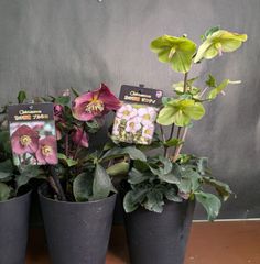 2鉢セット！ クリスマスローズ 開花株 氷の薔薇　①　5号鉢