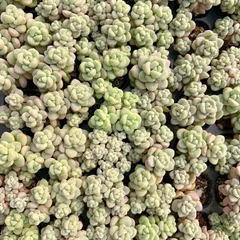 新発売　M474　スティックバブルガム　105苗セット　土と根付き　多肉植物　エケベリア　韓国苗　サボテン　詰め合わせ　寄せ植え