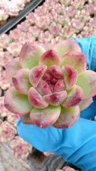 新発売　M481　スノーバンブー　105苗セット　土と根付き　多肉植物　エケベリア　韓国苗　サボテン　詰め合わせ　寄せ植え