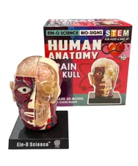 ［新品、未使用］EIN-O SCIENCE - BRAIN&SKULL MODEL
