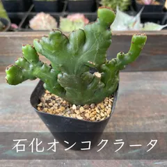 2026年最新】綴化サボテンの人気アイテム - メルカリ