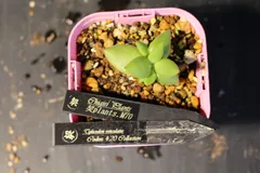 2026年最新】万物想の人気アイテム - メルカリ