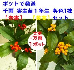 セット【ポットで発送】千両　赤黄各１株植え１ポット丈３－５センチ＋大実万両１ポット　センリョウ　マンリョウ　１年生苗