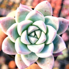 2026年最新】コロラータタパルパの人気アイテム - メルカリ