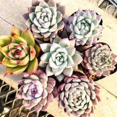 2026年最新】コロラータタパルパの人気アイテム - メルカリ