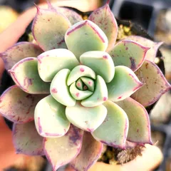 2026年最新】コロラータタパルパの人気アイテム - メルカリ