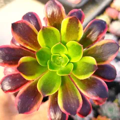 多肉植物 アエオニウム スーパーバン 抜き苗