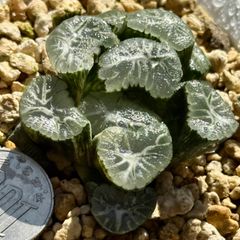 レア実生！ チレコドン エクティプス 多肉植物 塊根植物 実生 - メルカリ
