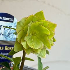 クリスマスローズ 開花株 3.5号ラベル苗 【個体番号#015】 - メルカリ