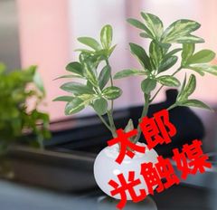 光触媒 人工観葉植物 ウォールグリーン フェイクグリーン クテナンテ P 
