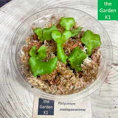 2026年最新】マダガスカリエンセの人気アイテム - メルカリ