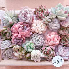 252 多肉植物寄せ植えセット
