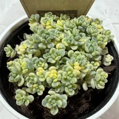 2026年最新】札付き多肉植物の人気アイテム - メルカリ